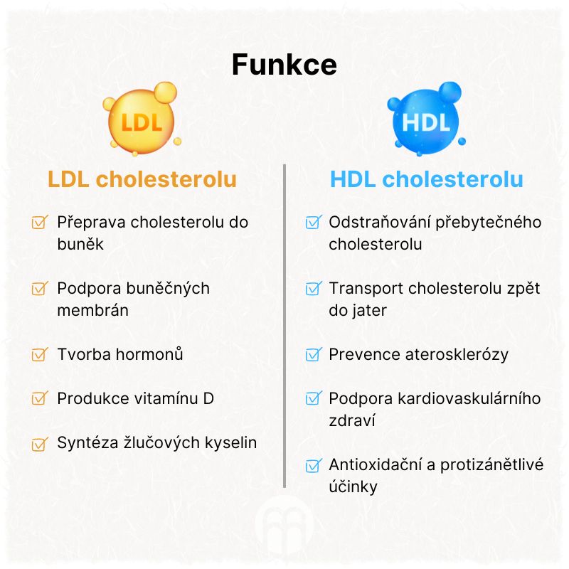 Funkce cholesterolu (1)